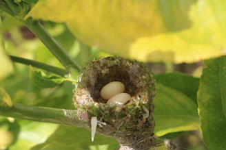 A quiet bird's nest nestled gently among soft green leaves, bathed in morning light.