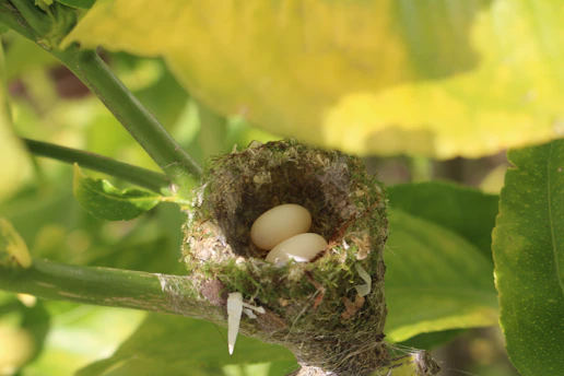 A quiet bird's nest nestled gently among soft green leaves, bathed in morning light.