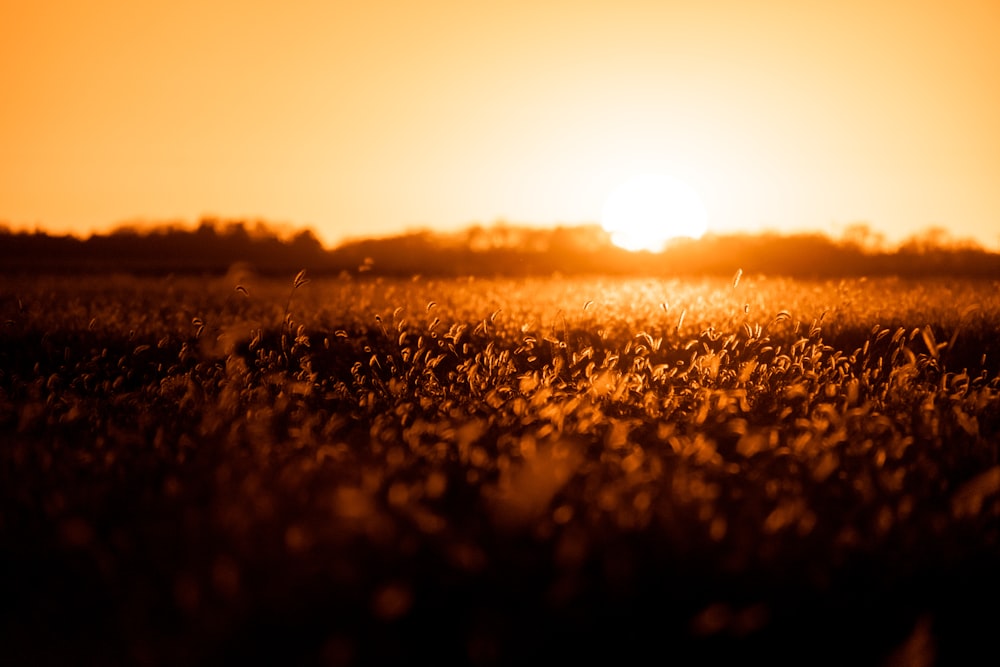 the sun is setting over a field of grass