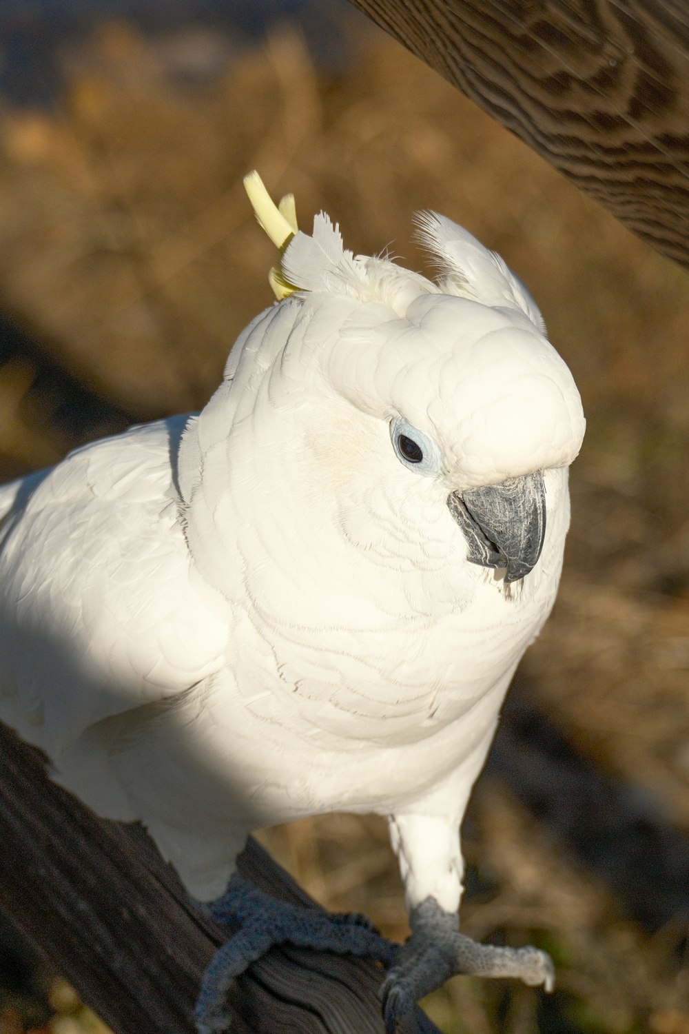 a close up of a white bird on a branch