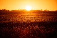 Sunset view over the fields surrounding Gaudagad village with warm golden light.