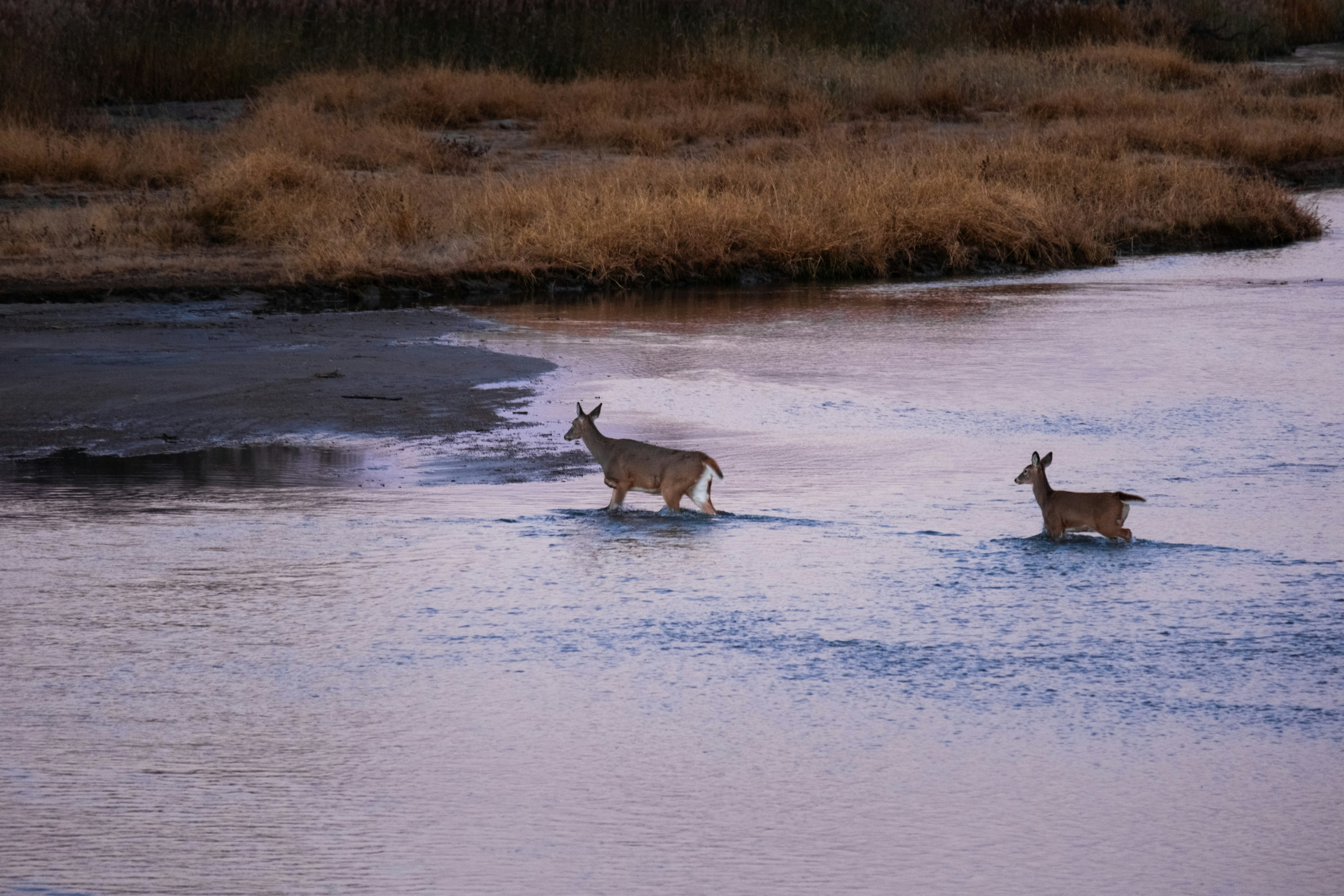 Photo by consoledotlog