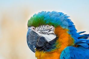 A majestic macaw displaying its vibrant feathers.