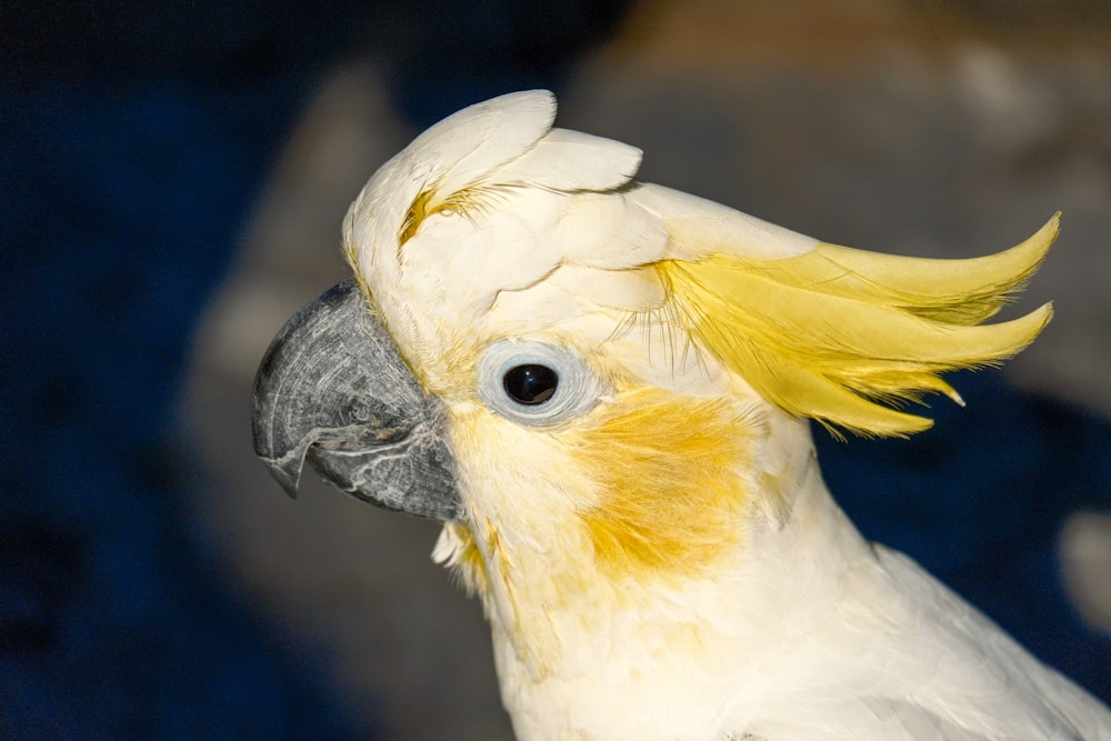 a close up of a yellow and white parrot