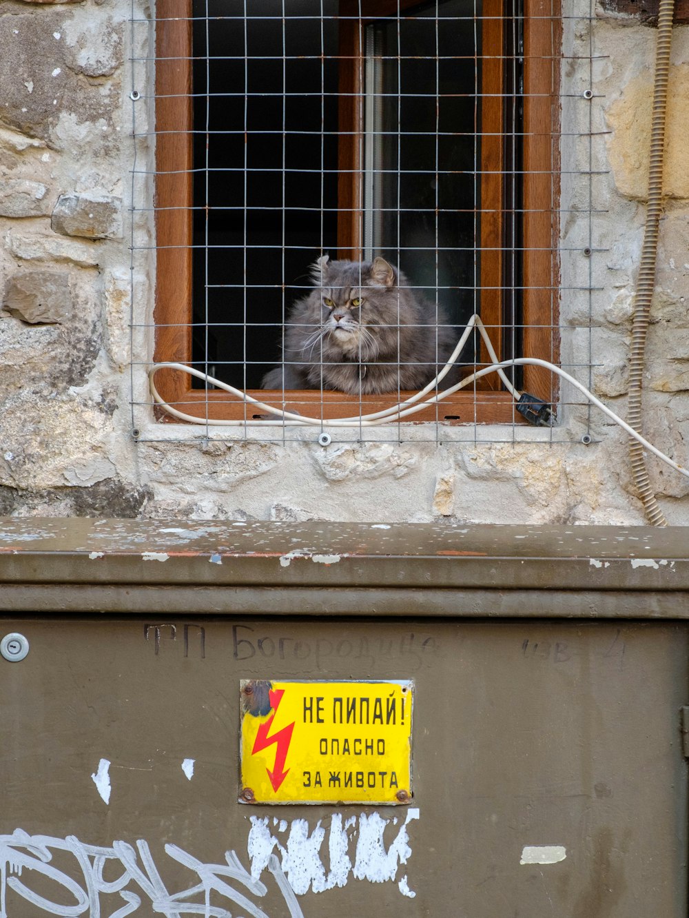 a cat sitting in a window of a building