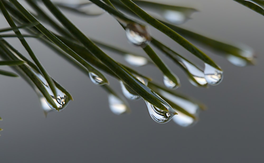 gotas de água penduradas em um galho de pinheiro