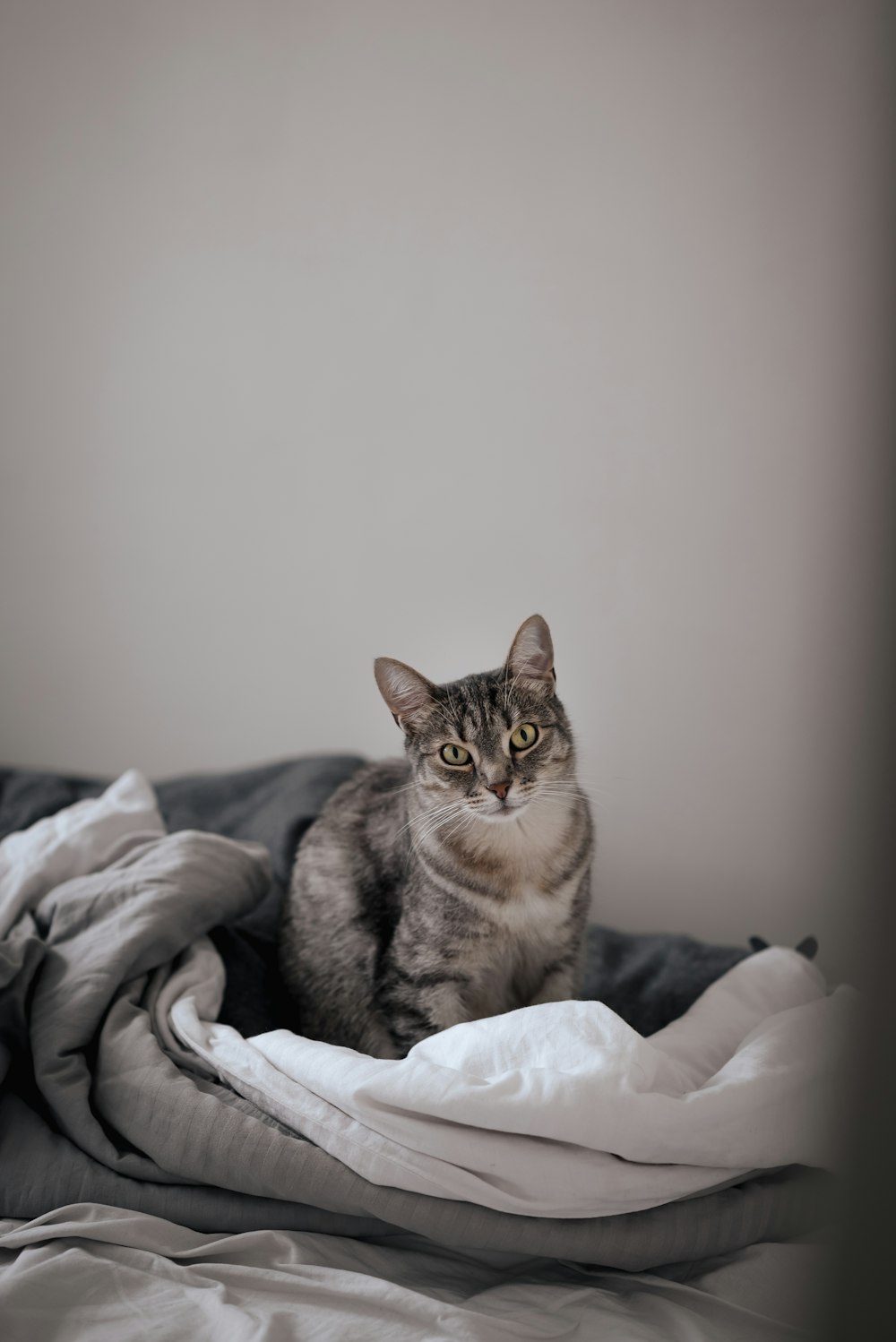 a cat sitting on top of a blanket on a bed