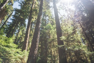 A dense forest with tall trees stretching upwards, their trunks reaching into a bright sky. Sunlight filters through the foliage, casting dappled light and creating a serene, natural atmosphere. Leaves and branches show a lush, rich green hue, indicative of a thriving, vibrant ecosystem.