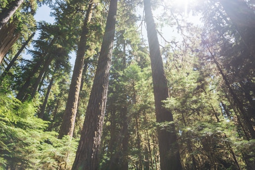 A dense forest with tall trees stretching upwards, their trunks reaching into a bright sky. Sunlight filters through the foliage, casting dappled light and creating a serene, natural atmosphere. Leaves and branches show a lush, rich green hue, indicative of a thriving, vibrant ecosystem.