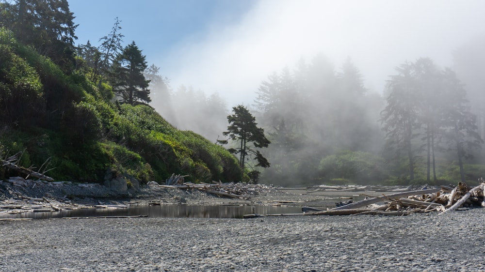 un fiume circondato da alberi e nebbia