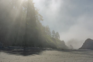 A serene coastal retreat with soft morning light filtering through misty trees.