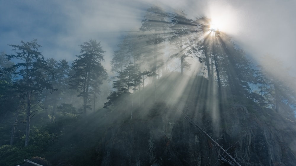 the sun is shining through the fog in the forest