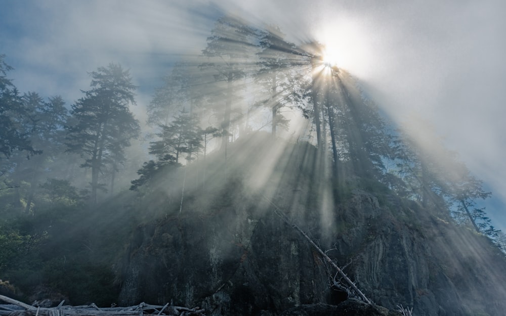 the sun shines through the mist in the forest