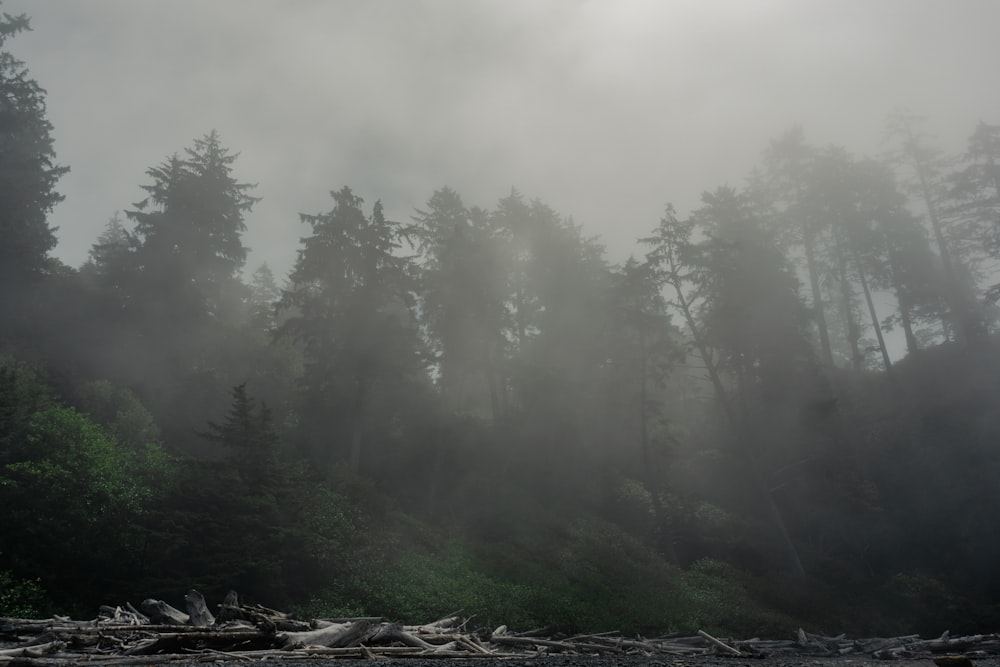 a foggy forest filled with lots of trees