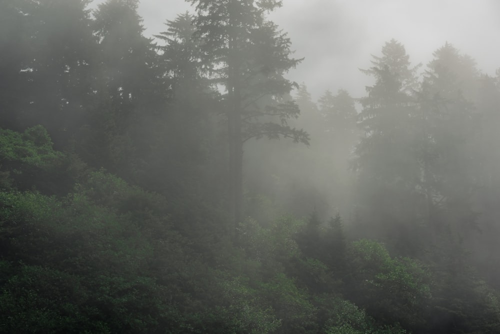 a foggy forest filled with lots of trees