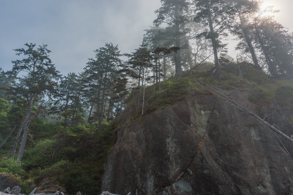 a group of trees on top of a cliff