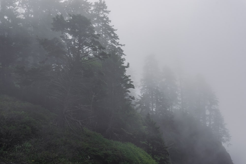 una montagna nebbiosa con alberi sul lato