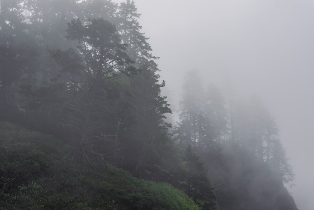 a foggy mountain with trees on the side