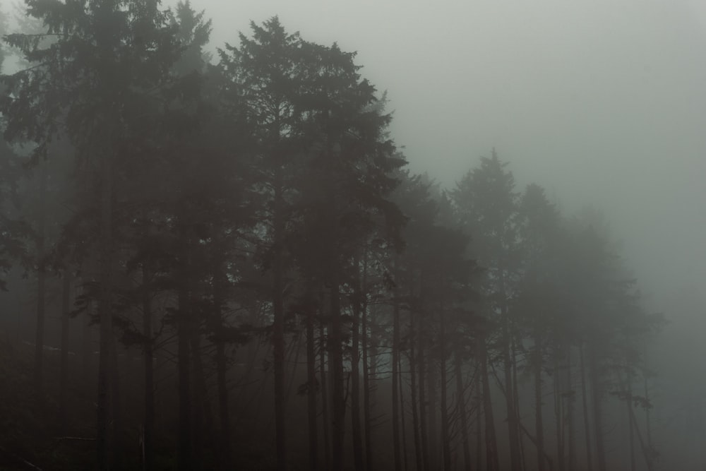 a foggy forest filled with lots of trees