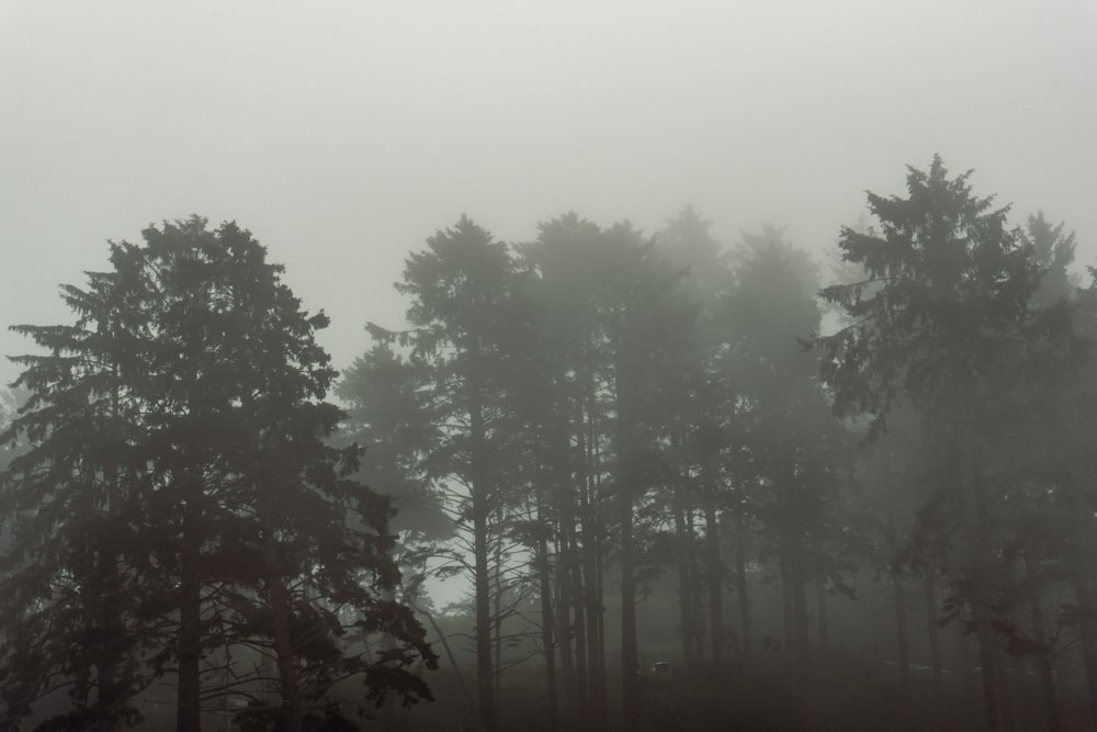 a foggy forest filled with lots of trees