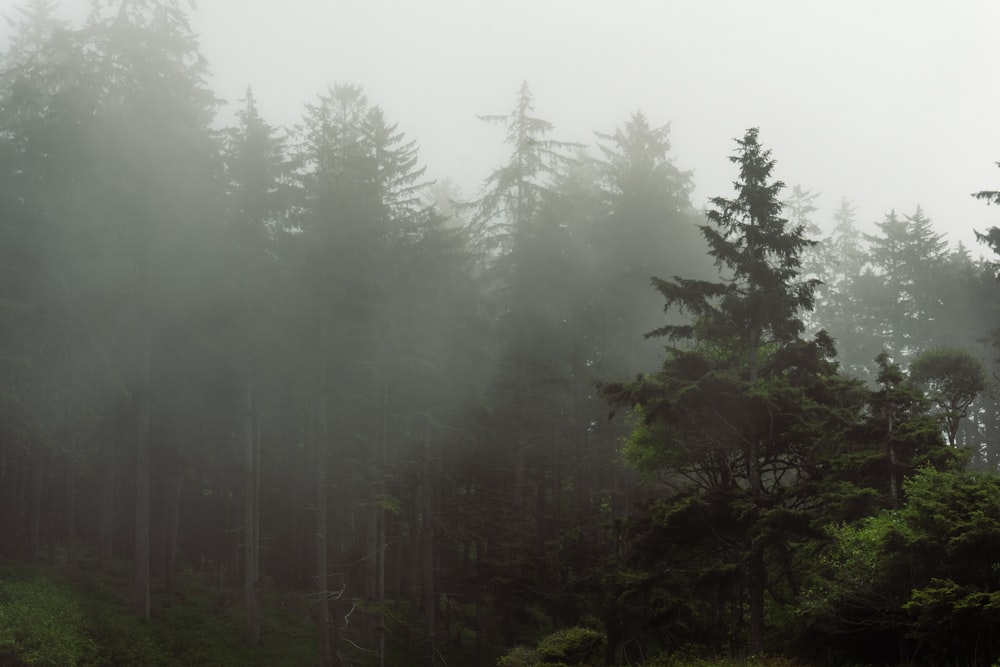 a foggy forest filled with lots of trees