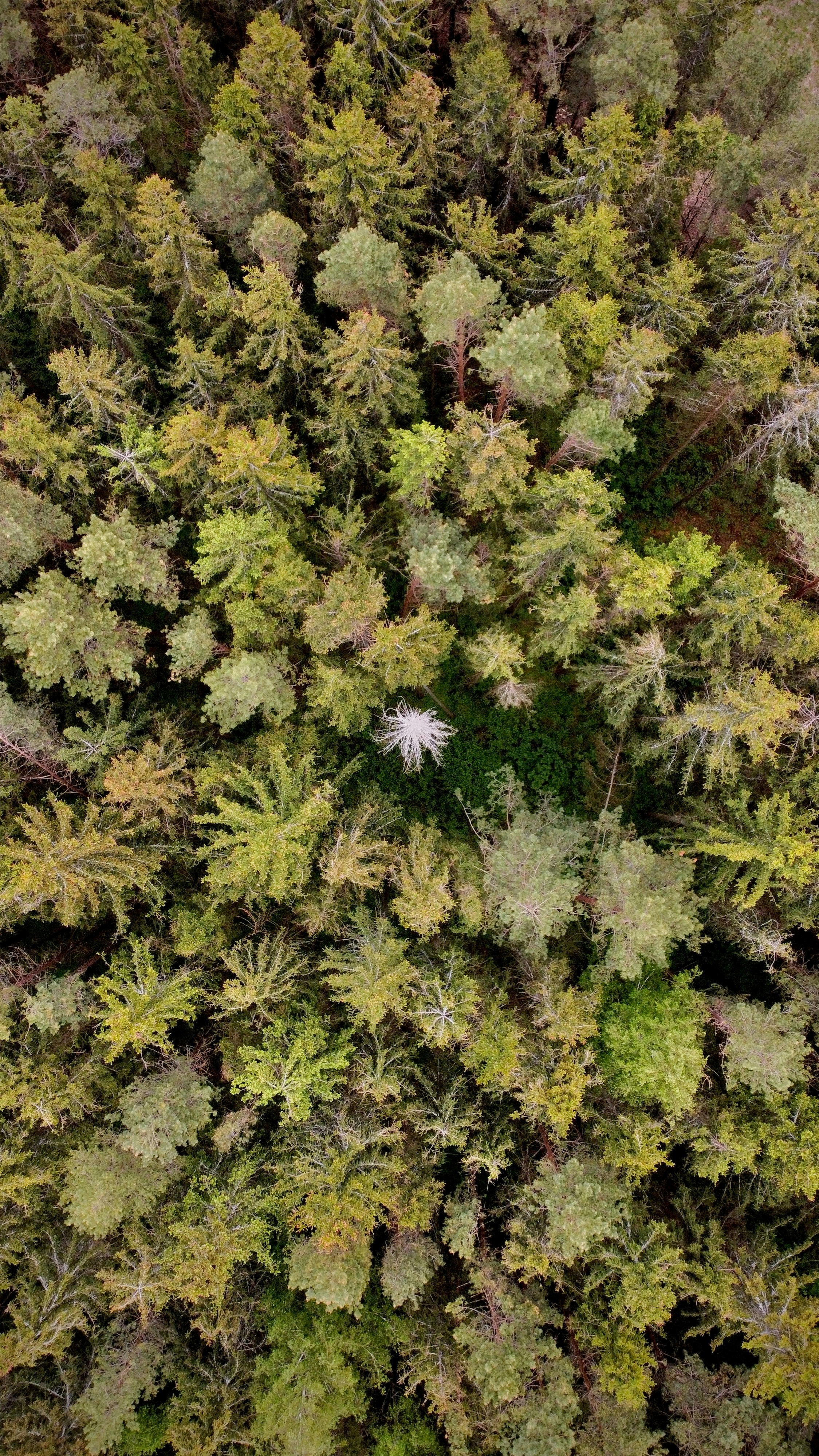 Luftaufnahme eines Waldes mit vielen Bäumen