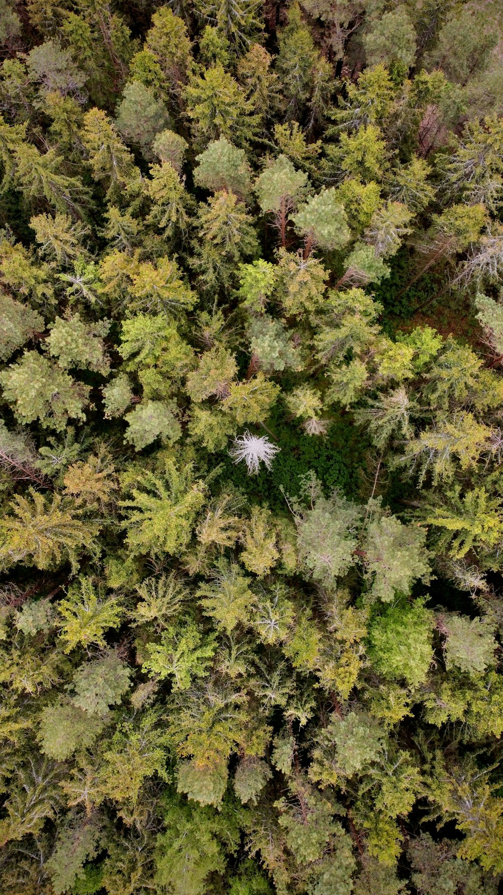 an aerial view of a forest with lots of trees