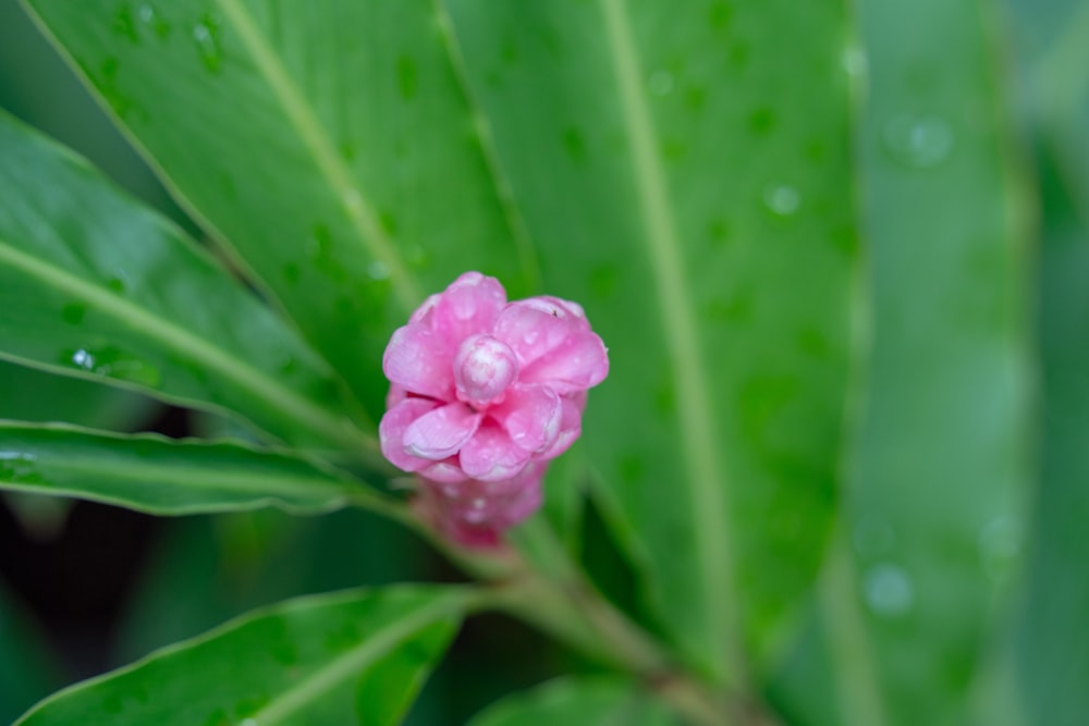 a pink flower with water droplets on it