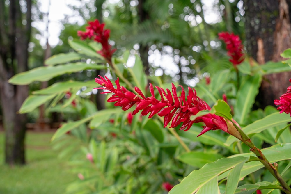 a close up of a red flower in a field