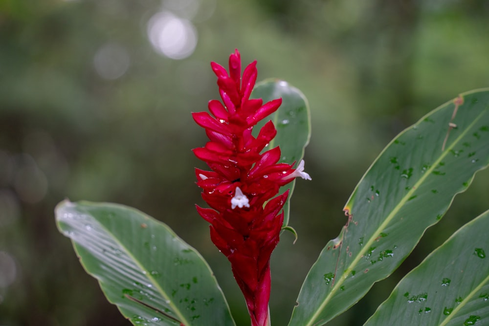 a red flower with green leaves in the background