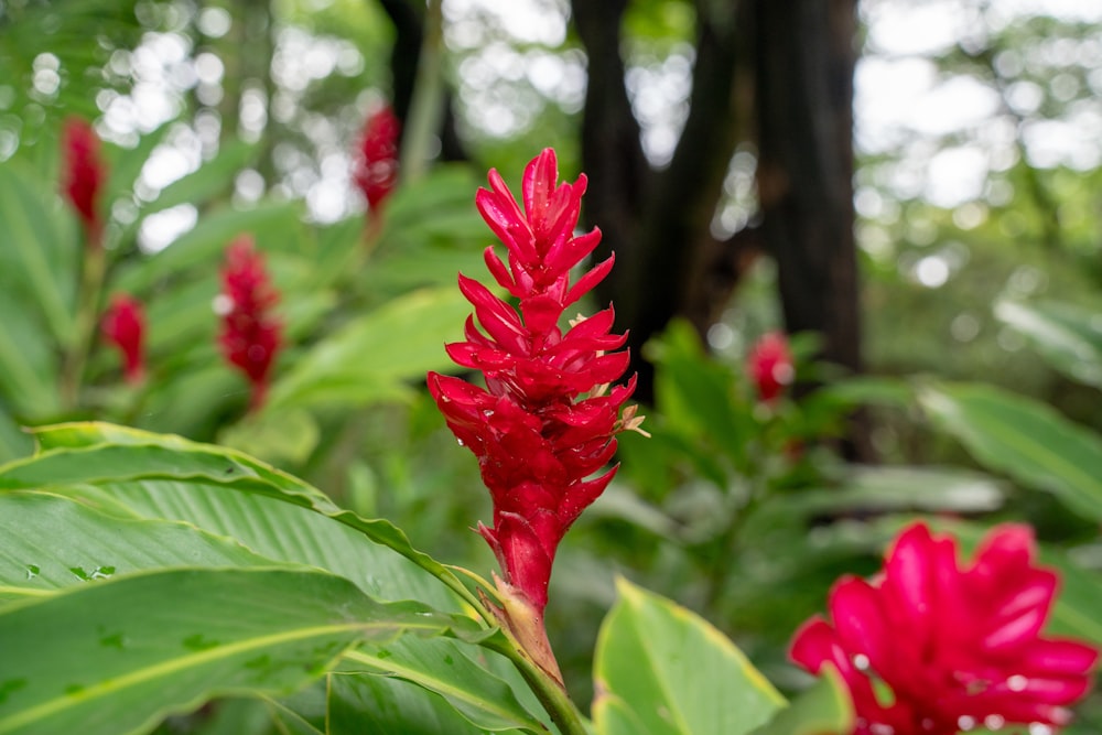 a close up of a red flower in a forest