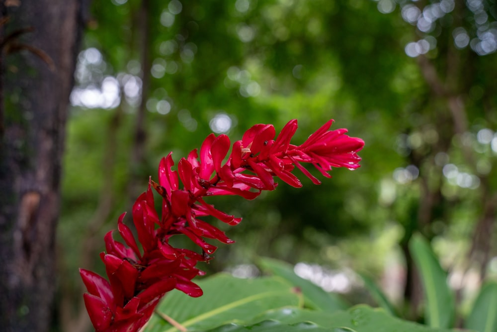 a close up of a red flower near a tree