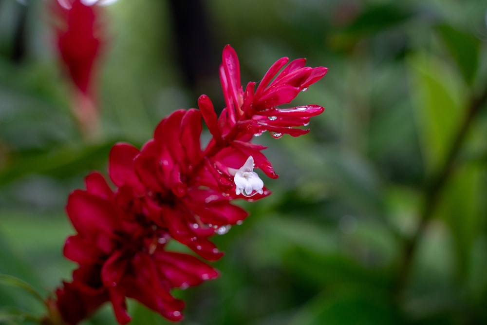 a close up of a red flower with water droplets on it