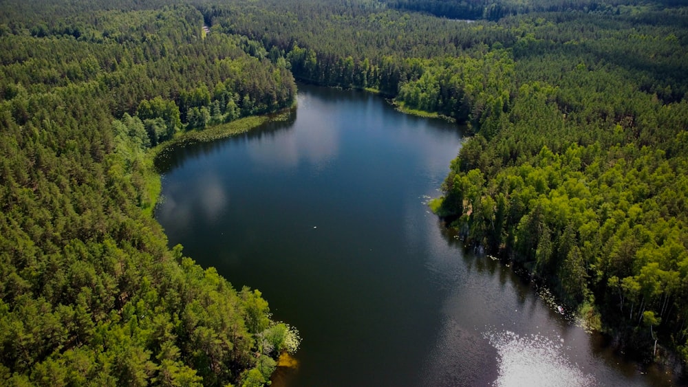 a large body of water surrounded by trees