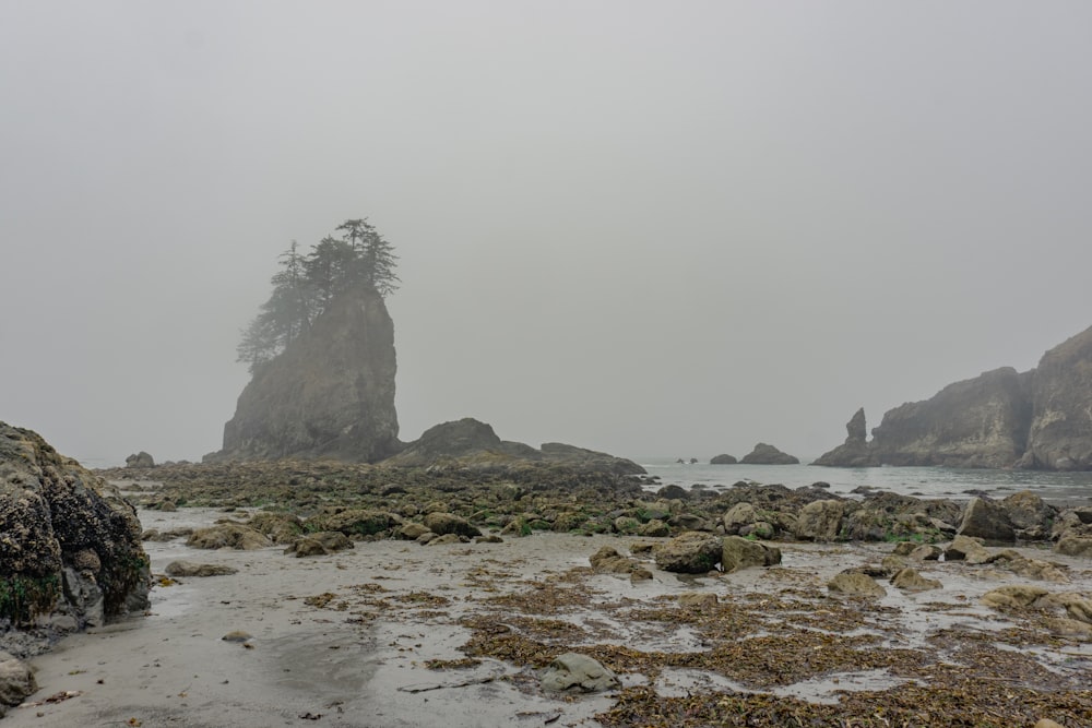 Un día de niebla en la playa con rocas y árboles