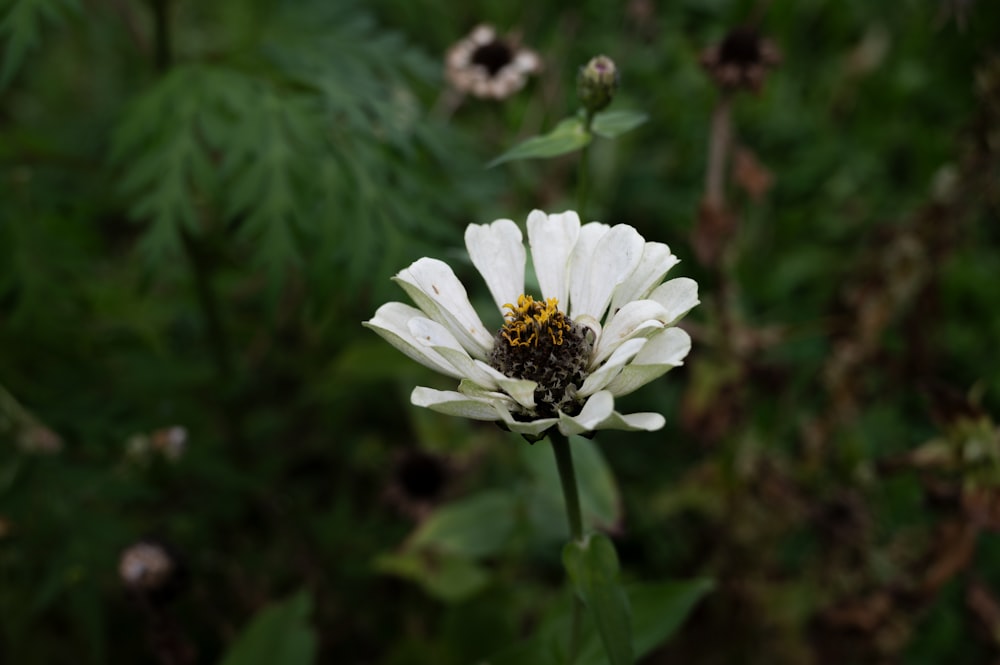 a bee is sitting on a white flower