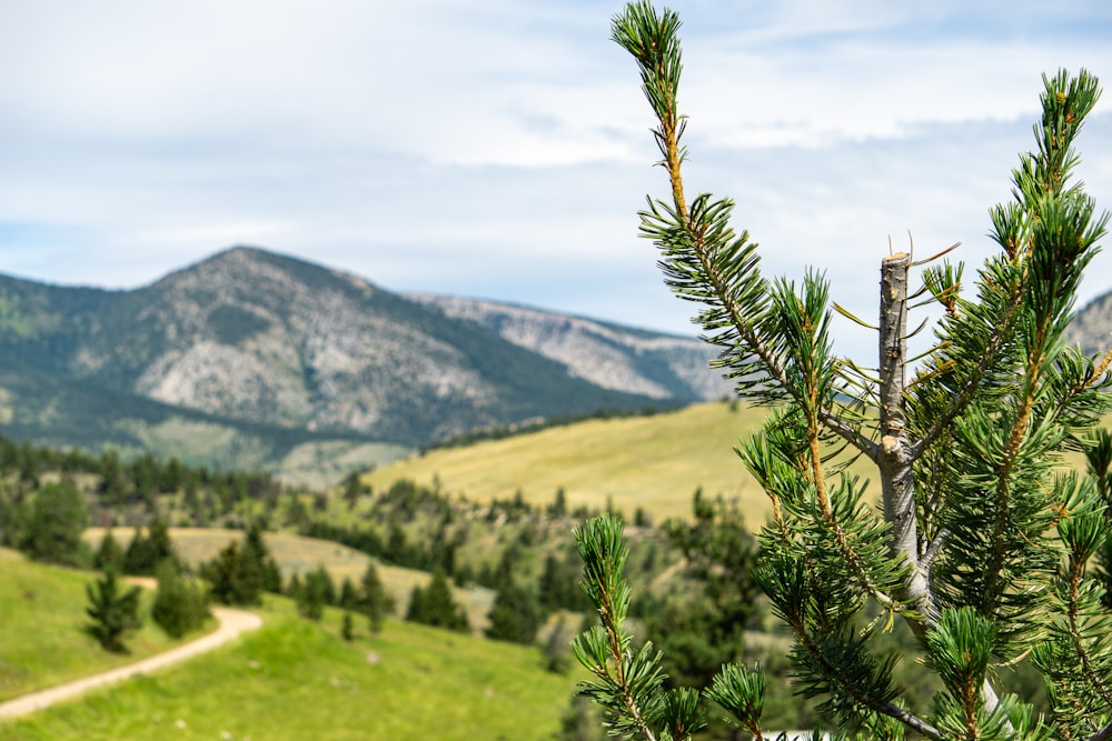 a pine tree in the foreground with mountains in the background