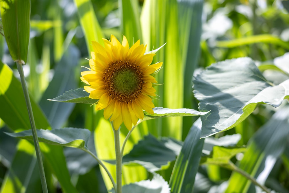 a sunflower in a field of green grass