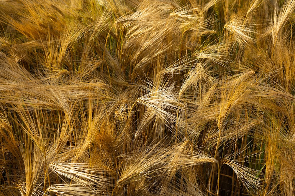 um close up de um campo de trigo