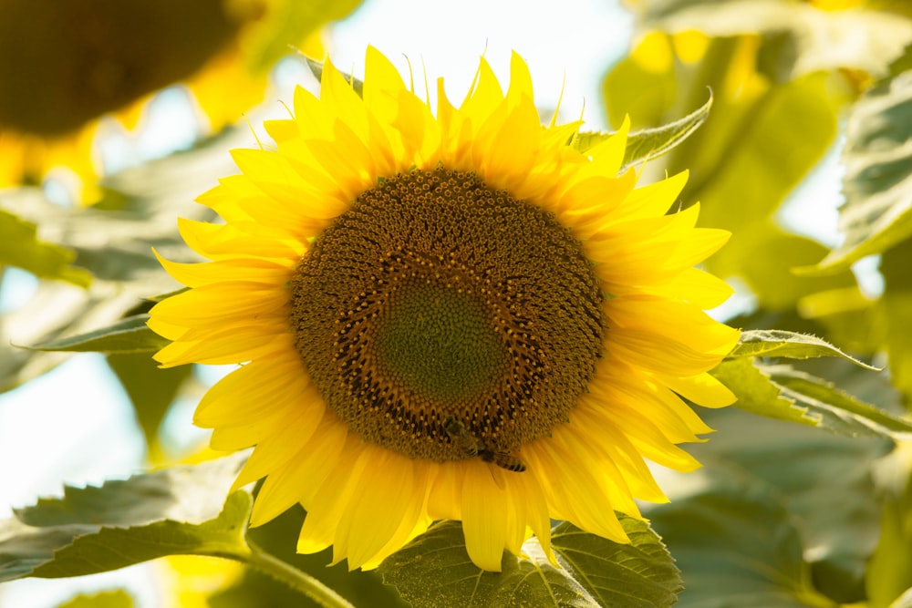 a large sunflower is blooming in a field