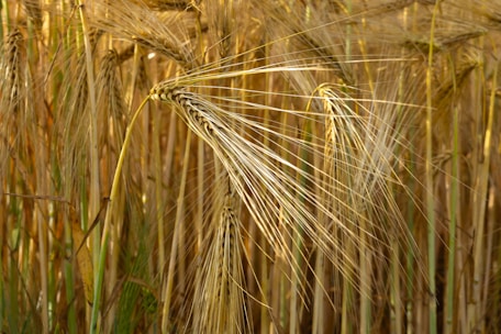 Farmers inspecting healthy barley crops with seed bags labeled HD 5821.