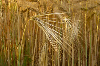 Close-up of golden barley grains glistening under natural sunlight in a lush Egyptian field.
