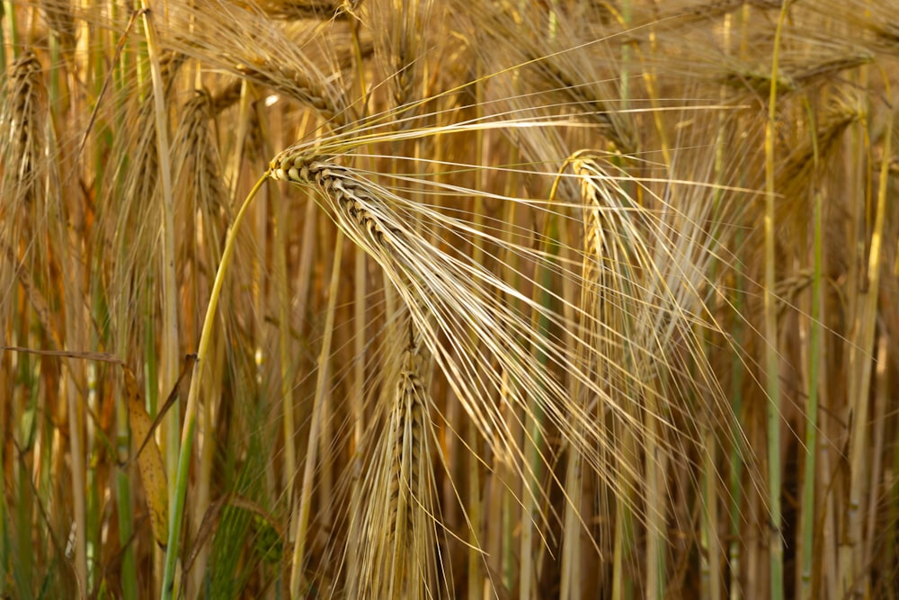 gros plan d’une botte de blé dans un champ