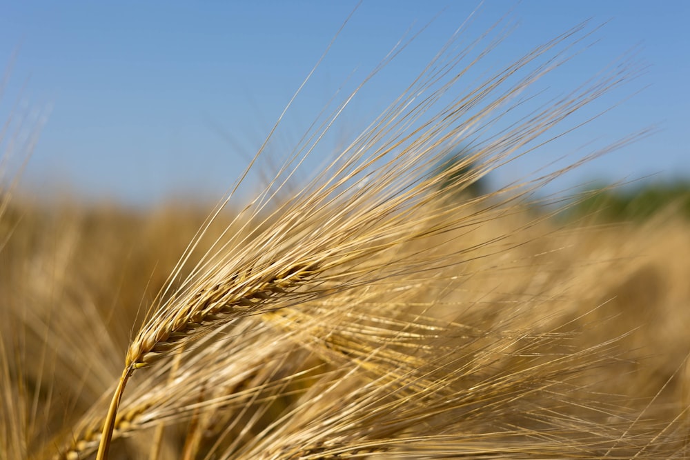 a close up of a wheat field with a blue sky in the background