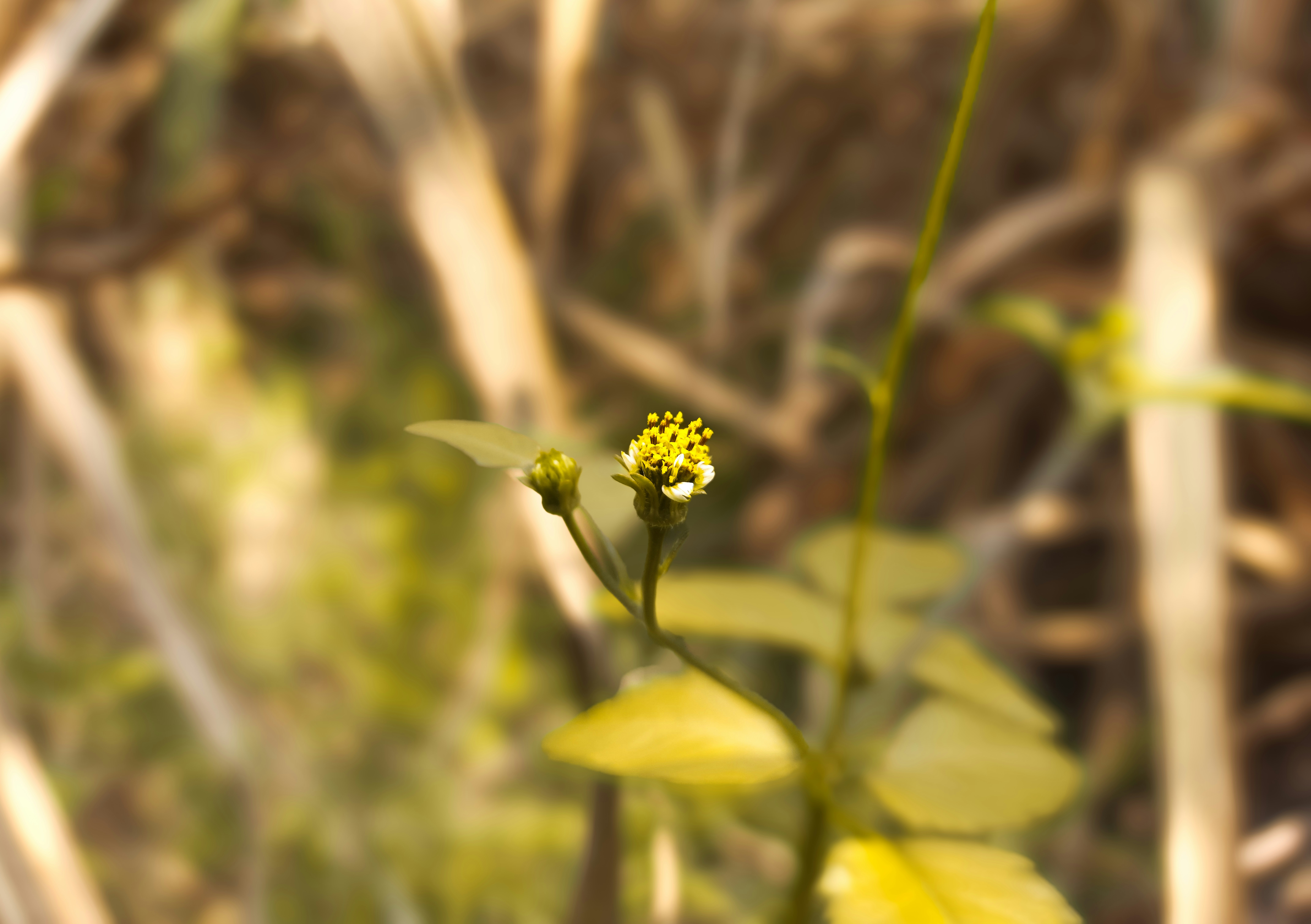 Photo by omkar_abhale