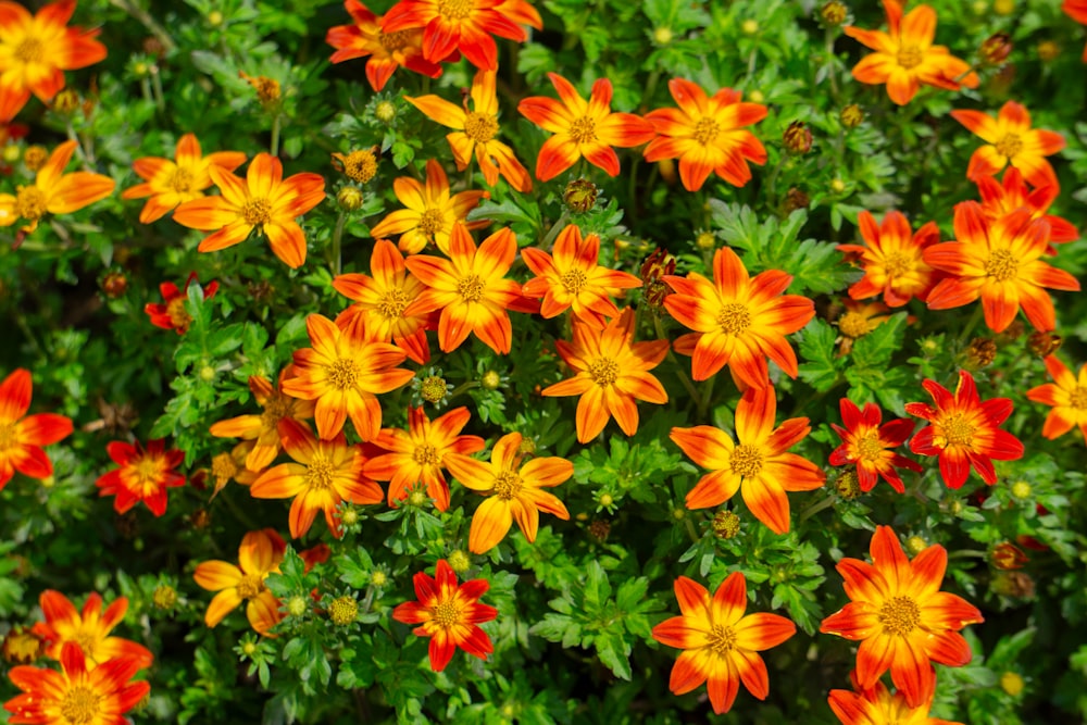 a bunch of orange and yellow flowers in a garden