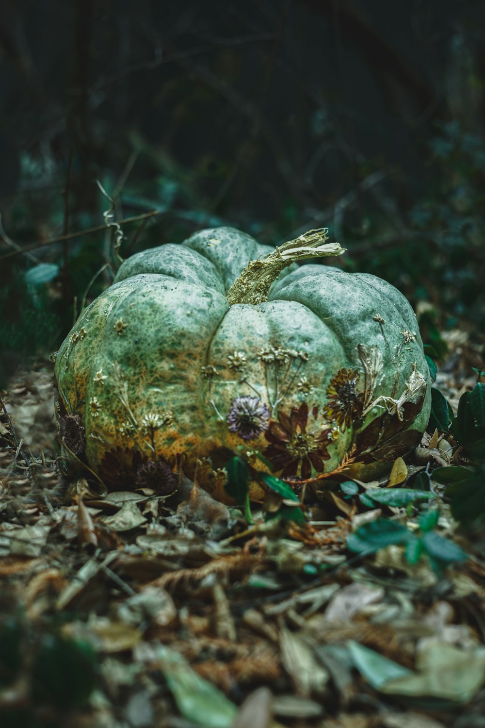 a green pumpkin sitting on top of a pile of leaves