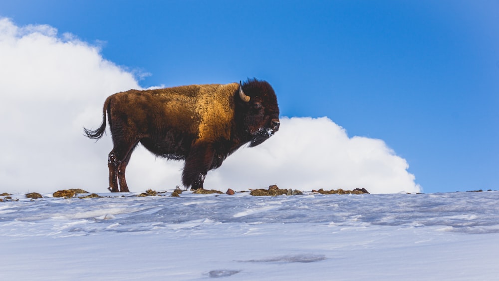 a large bison standing on top of a snow covered slope