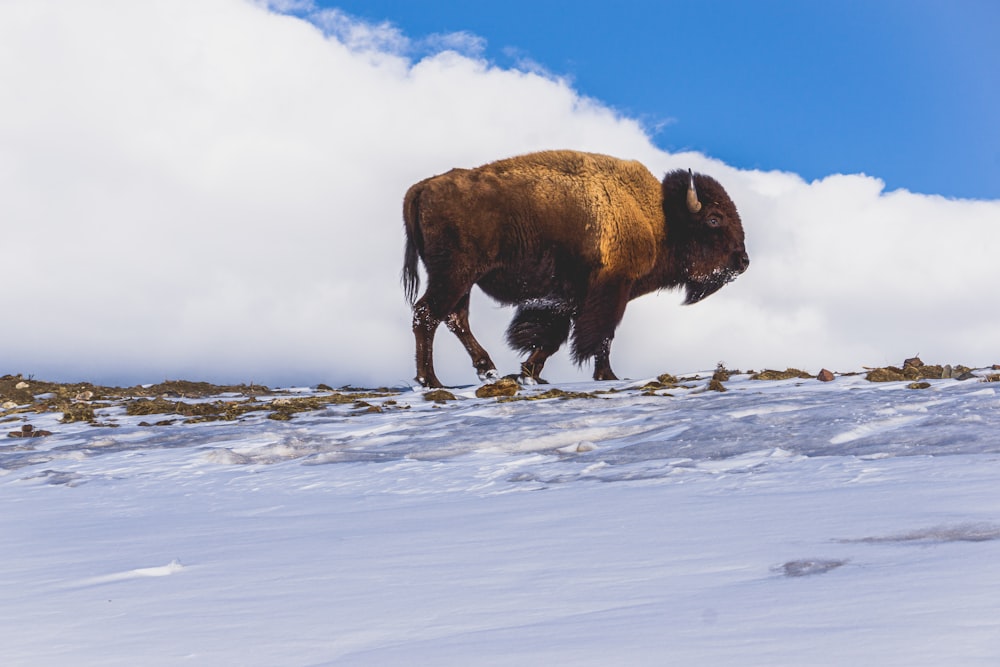a bison walking through the snow on a cloudy day