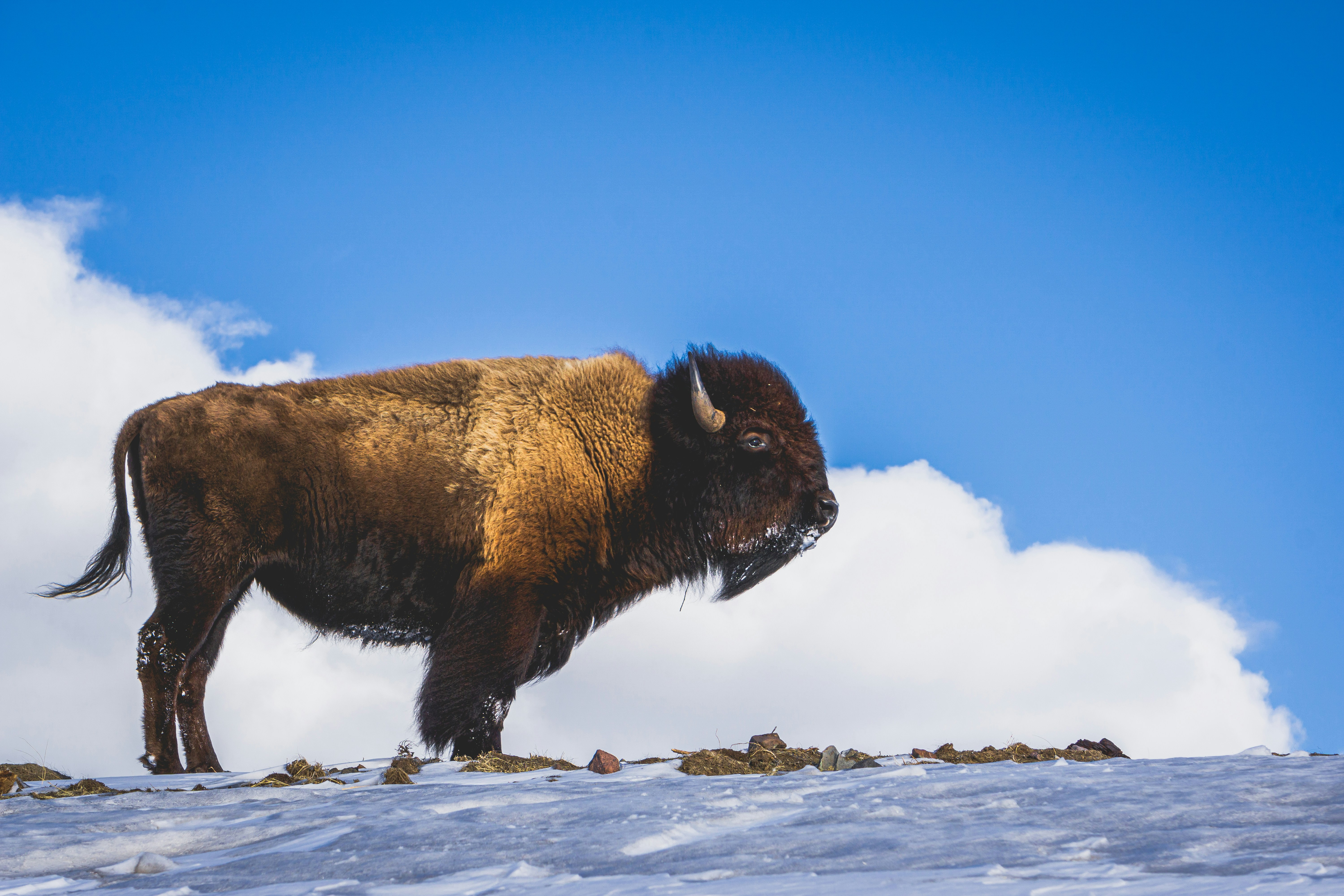 Let's Wander | Winter's Best-Kept Secret: Yellowstone National Park